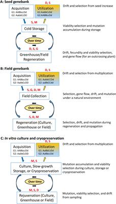 Will a plant germplasm accession conserved in a genebank change genetically over time?